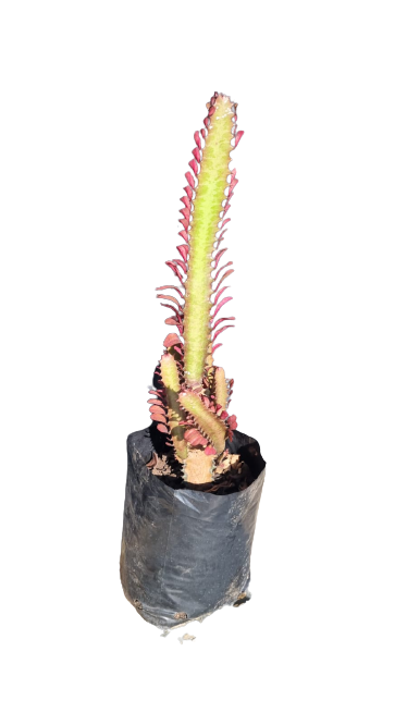 Euphorbia Trigona 5L - Various Colours