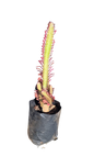 Euphorbia Trigona 5L - Various Colours