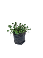 Falkia Repens 2L