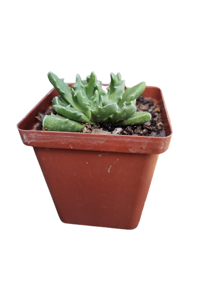 Faucaria Bosscheana