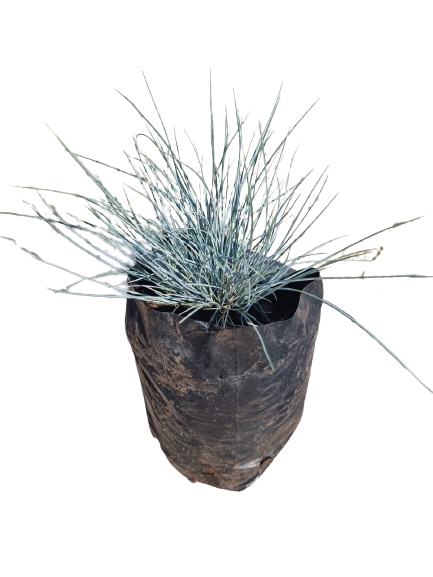 Festuca Glauca 1.5L