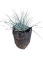 Festuca Glauca 1.5L