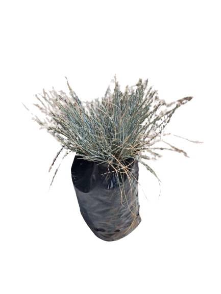 Festuca Glauca - 1L