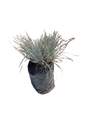 Festuca Glauca - 1L