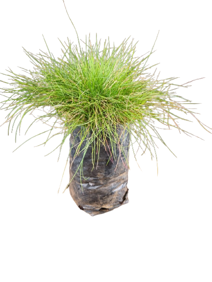 Festuca - Various Colours 1L