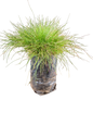 Festuca - Various Colours 1L