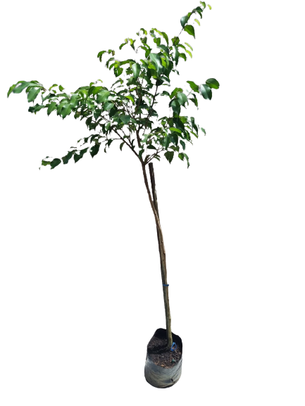 Ficus (Benjamini) STD- 10L