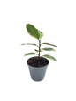 Ficus Elastica 'Tineke' - 20cm