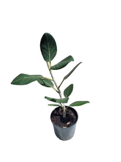 Ficus Elastica 'Audrey' - 19cm