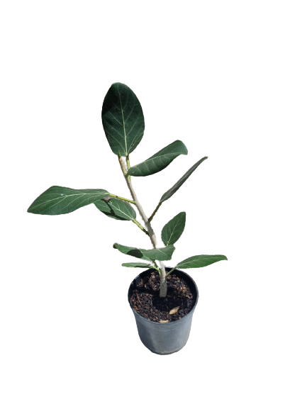 Ficus Elastica 'Audrey' - 19cm