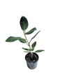 Ficus Elastica 'Audrey' - 19cm