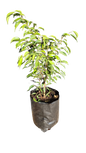 Ficus Benjamini- Lemon Lime 10L