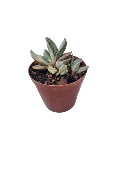 Gasteria Fuji Yuki 7cm