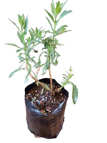 Gaura Various Colours - 3L