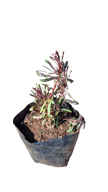 Gaura Various Colours 2L