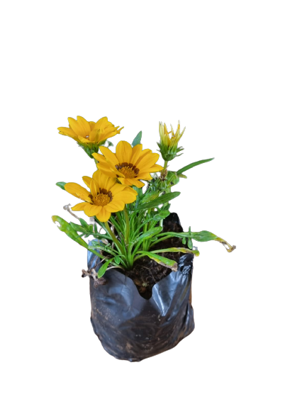 Gazania Assorted 2L