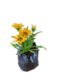 Gazania Assorted 2L