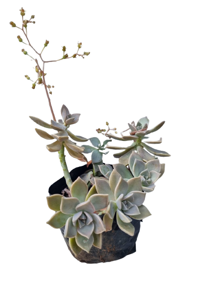 Graptopetlum Paraguayense Ghost Plant - 2.5L