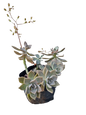 Graptopetlum Paraguayense Ghost Plant - 2.5L
