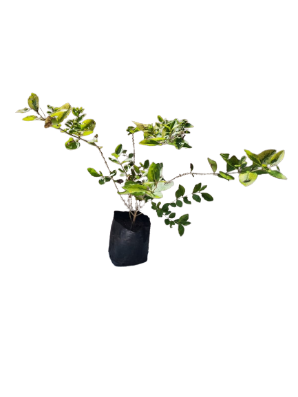 Golden Privet Ligustrum Ovalifolium 'Aureum' - 10L