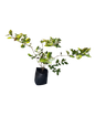 Golden Privet Ligustrum Ovalifolium 'Aureum' - 10L