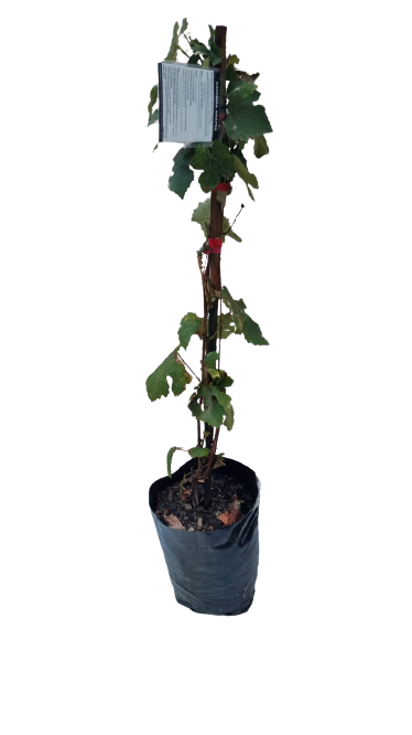 Grape 'Catawba' Black 10L