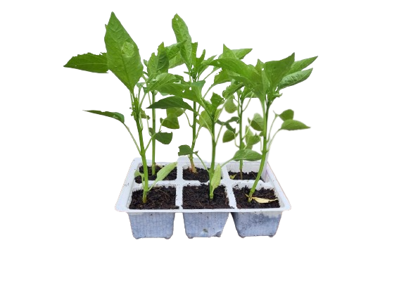Sweet Green Pepper - 6 Pack Seedling Tray