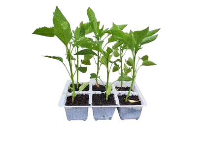 Sweet Green Pepper - 6 Pack Seedling Tray