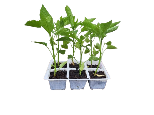 Sweet Green Pepper - 6 Pack Seedling Tray