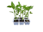 Sweet Green Pepper - 6 Pack Seedling Tray