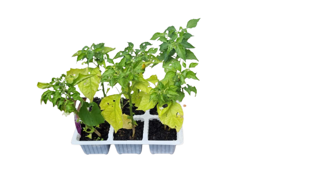 Habanero Hot Pepper 6 Pack Seedling Tray