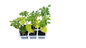 Habanero Hot Pepper 6 Pack Seedling Tray