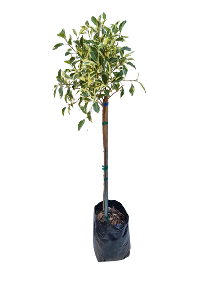 Ficus Hawaii STD 10L