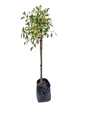 Ficus Hawaii STD 10L
