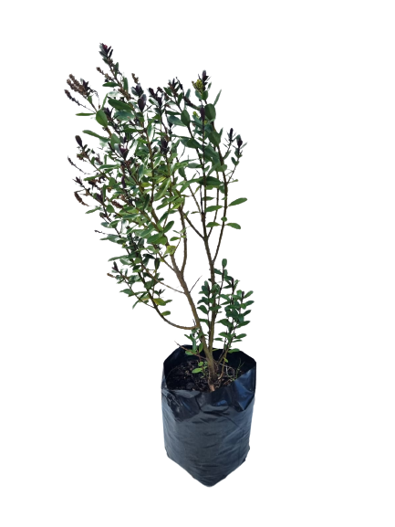 Hebe Shrubs - 10L