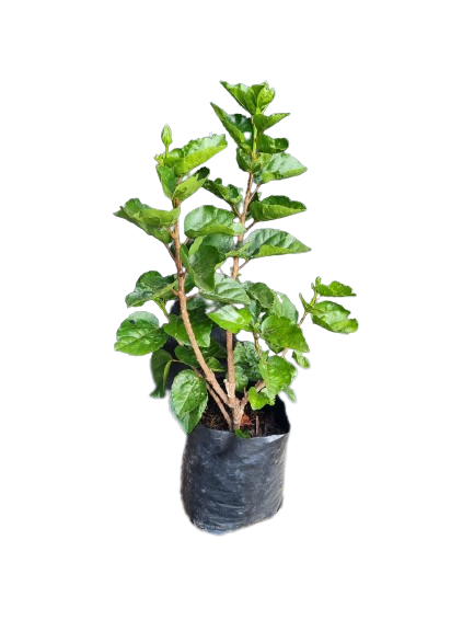 Hibiscus Assorted - 5L
