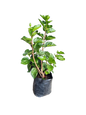 Hibiscus Assorted - 5L