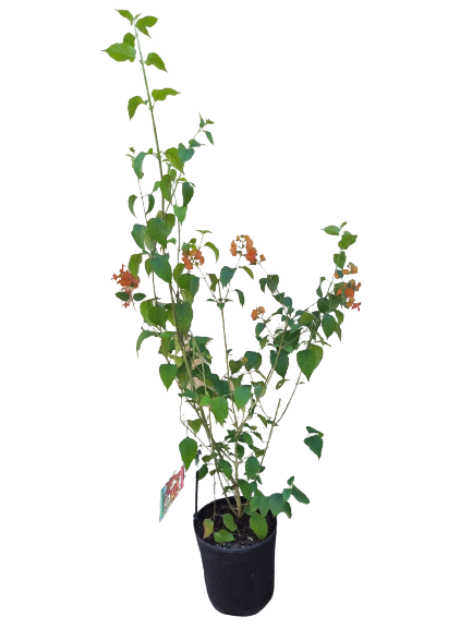 Holmskioldia sanguinea 19cm