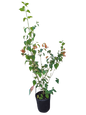 Holmskioldia sanguinea 19cm