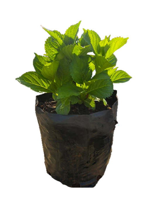 Hydrangea Assorted - 4L