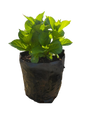 Hydrangea Assorted - 4L