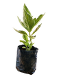 Hydrangea variegated 4L
