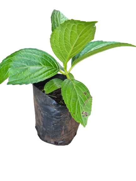 Hydrangea Various 3L