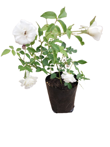 Iceberg Rose Bush - 5L