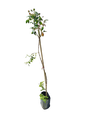 Iceberg Rose Standard Tall - 5L