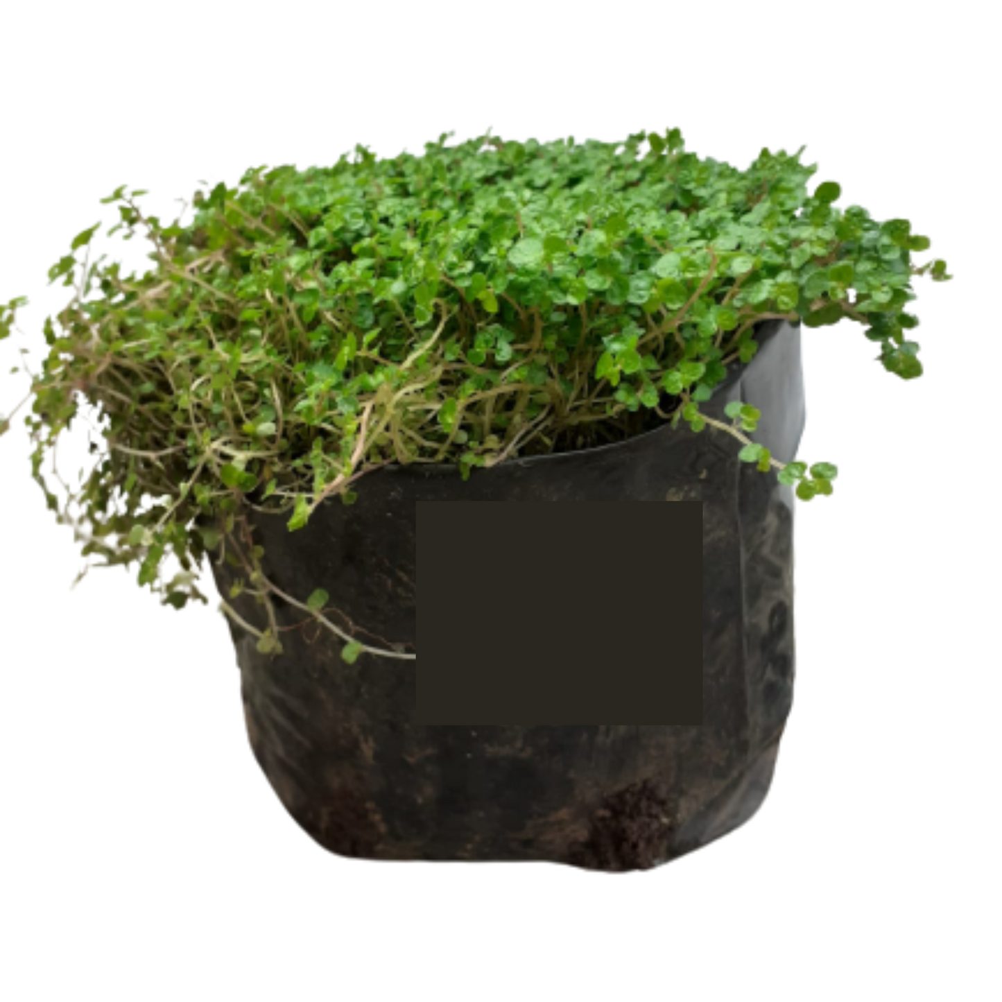 Soleirolia Soleirolii ( Peace in home) 1L