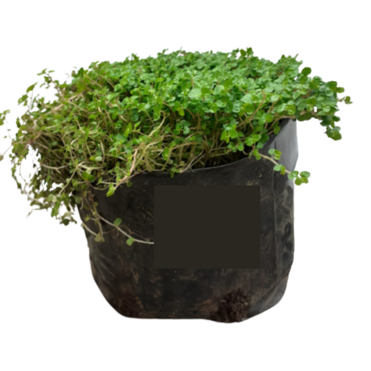 Soleirolia Soleirolii ( Peace in home) 1L