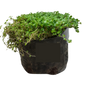 Soleirolia Soleirolii ( Peace in home) 1L