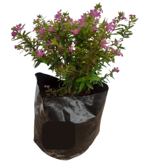 Cuphea Pink - 2,5L