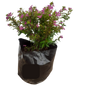 Cuphea Pink - 2,5L